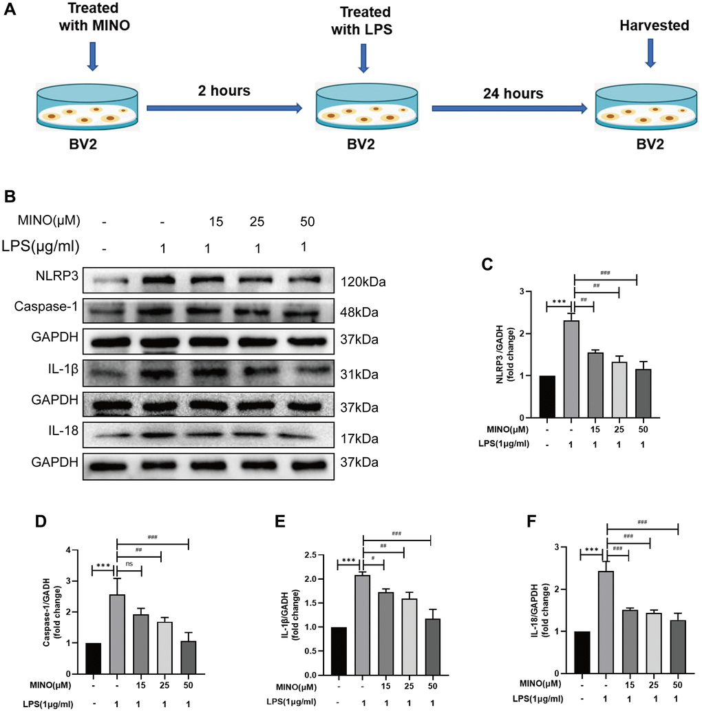 Minocycline suppressed NLRP3/caspase-1 pathway activation in LPS-treated BV2 cells. (A) The protocol of BV2 cell treatments. (B–F) The expressions of NLRP3, caspase-1, IL-1β, and IL-18 was determined by Western blotting assay. Data were presented as mean ± SD; n = 4; ns: statistically non-significant; *P **P ***P #P ##P ###P 