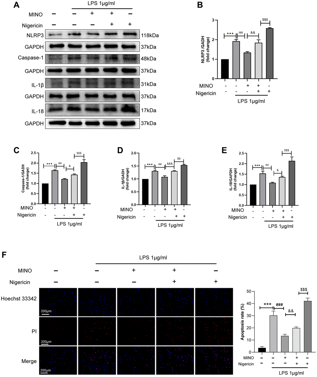 Activation of NLRP3 reverses the protective effect of minocycline in vitro. (A–E) The expression of NLRP3, caspase-1, IL-1β, and IL-18 was determined by Western blotting assay. (F) The apoptosis of BV2 cells was detected by the Hoechst 33,342/PI staining assay. Data were presented as mean ± SD; n = 4; *p **p ***p #p ##p ###p &p &&p &&&p $p $$p $$$p 