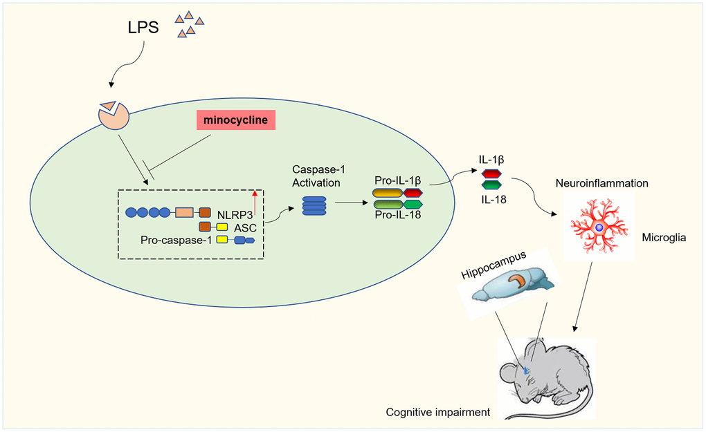 Diagram illustrating the major findings of this study. The results showed minocycline treatment could improve LPS-stimulated cognitive dysfunction by inhibiting NLRP3/caspase-1 pathway.