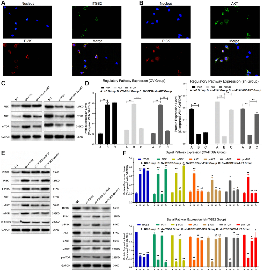 ITGB2 related signal pathway regulation. (A, B) FISH detection of signal pathway factors (ITGB2, AKT vs PI3K). (C, D) WB detection of ITGB2 related signal pathway expression in ovarian cancer cell models and data statistics. (E, F) WB detection of pathway factor phosphorylation expression and data statistics.