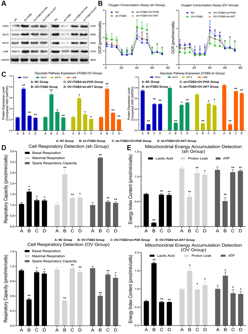 Mitochondrial glycolysis indicators detection. (A, B) Detection of glycolysis signal pathway expression and oxygen consumption in ovarian cancer cell models. (C) Data statistics of glycolysis signal pathway expression. (D) Mitochondrial respiration detection in ovarian cancer cell models. (E) Detection of mitochondrial energy metabolism in ovarian cancer cell models.