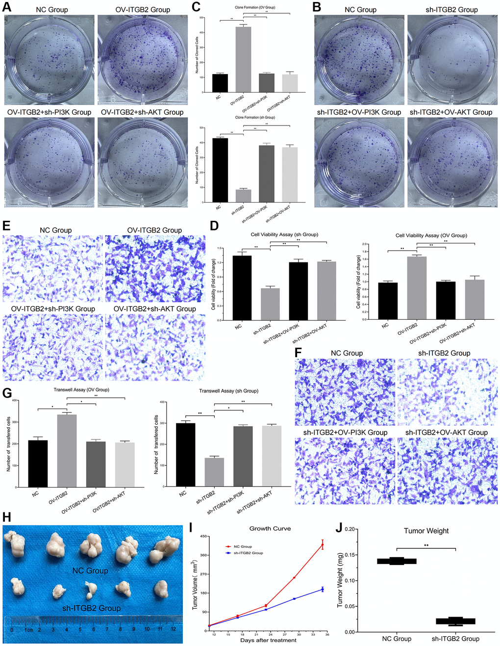 Detection of malignant phenotypes in ovarian cancer cells. (A–C) Clone Formation Assay in ovarian cancer cell models and data statistics. (D) CCK8 Assay in ovarian cancer cell models and data statistics. (E–G) Transwell Assay in ovarian cancer cell models and data statistics. (H) Tumor formation experiment in vivo. (I) Tumor growth measurement and data statistics. (J) Tumor weight detection and data statistics.