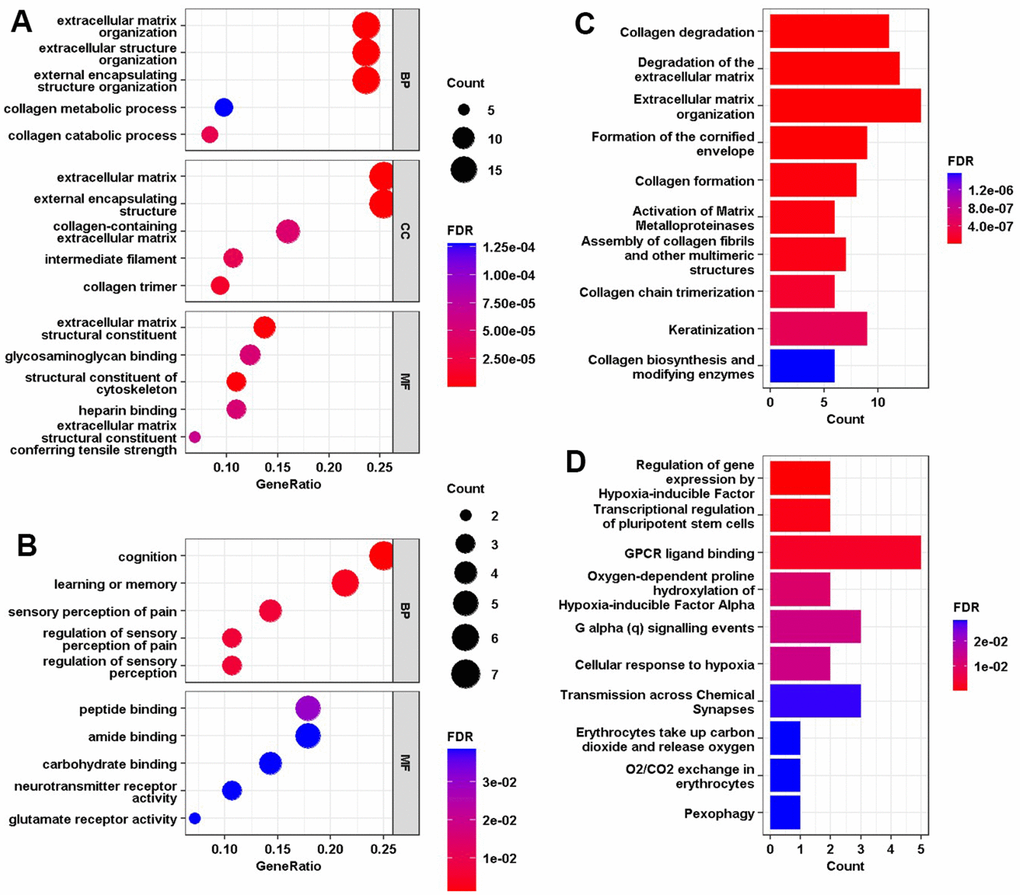 (A, B) GO enrichment analysis of the up-regulated and down-regulated common DEGs, where the horizontal axis represents the proportion of DEGs under the GO term. Top 5 pathways with most significant P-value were shown and ordered by gene ratio. BP, biological process; CC, cellular component; MF, molecular function. (C, D) Gene set enrichment analysis of the up-regulated and down-regulated common DEGs, where the horizontal axis represents the number of DEGs under the gene set enrichment analysis (GSEA) terms.