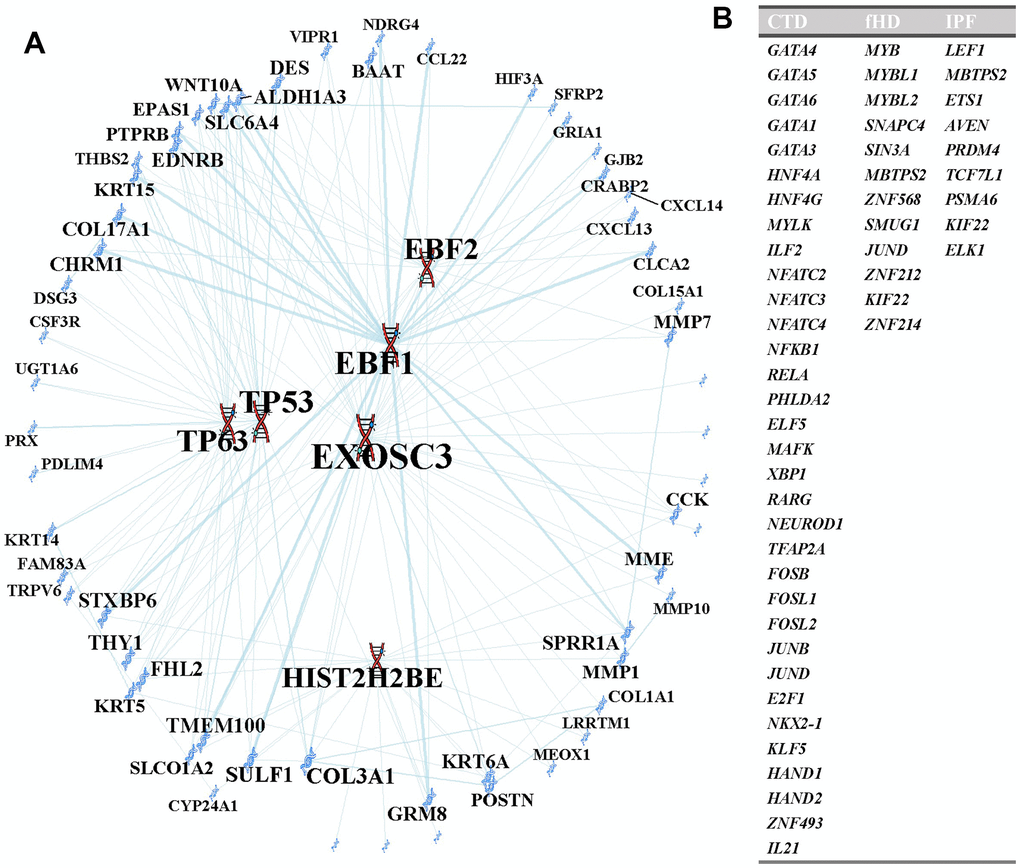 Transcription factors analysis. (A) TFs regulatory network. TFs were marked in red, and the DEGs were marked in blue. Meanwhile, TFs were enclosed in ovals. (B) The transcription factors in this table are unique to each pulmonary fibrosis analysis.