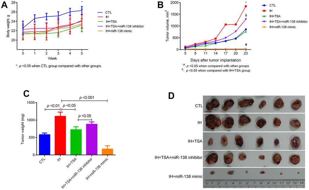 Effect of TSA on tumor growth in IH-exposed xenograft mice. (A) Change in body weight of mice at the indicated week. (B) Change in the tumor volume on the indicated day. (C) Comparison of tumor weight between different groups. (D) Tumor images in different groups.