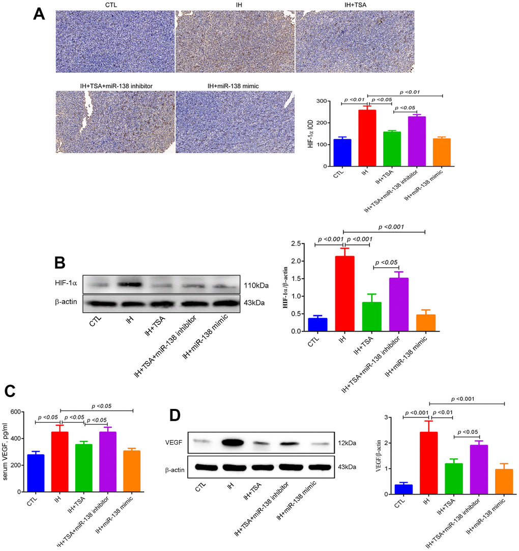 Effects of TSA on HIF-1α and VEGF levels in IH-exposed xenograft mice. (A) IHC of HIF-1α expression. (B) Western blotting results of HIF-1α. (C) Serum VEGF levels between groups with ELISA detection. (D) Western blotting results of VEGF.