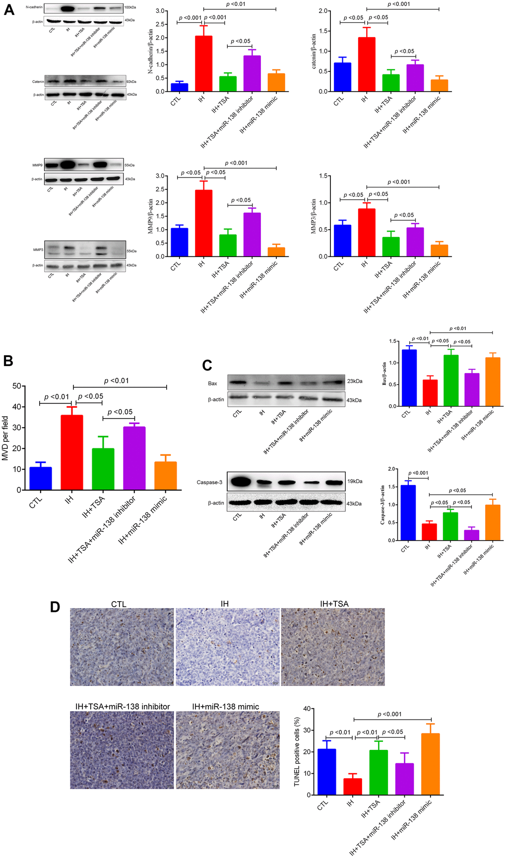 Effects of TSA on tumor migration, invasion, MVD, and apoptosis in IH-exposed xenograft mice. (A) Western blotting of tumor migration and invasion biomarkers, N-cadherin, catenin, MMP9, and MMP3. (B) MVD levels between different groups. (C) Western blotting of apoptosis biomarkers, BAX, and Caspase-3. (D) TUNEL assay images and results between different groups.