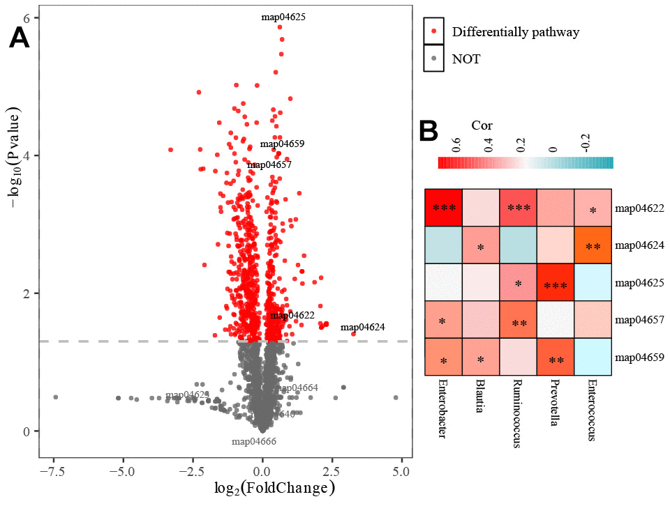 Functional annotations analysis of gut microbiota. (A) 145 differential pathways identified between H and COPD groups. (B) The association of 5 biomarker’s taxa with 5 immune-related pathways.