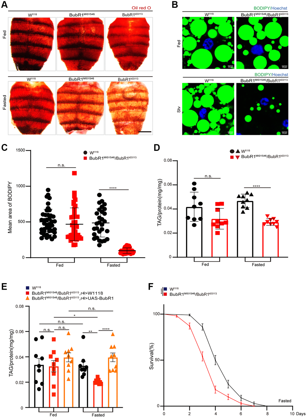 BubR1 inhibits lipid metabolism degradation under starvation. (A) Representative images of Oil red O (ORO) stain of dissected fat bodies from W1118, BubR1MI01546, BubR1k03113 before and after starvation (72 h). (B) Bodipy stain of dissected fat body of W1118, BubR1MI01546/BubR1k03113 before and after starvation (72 h). Bodipy (neutral lipids; green) and Hoechst (Hoechst; blue) detected through fluorescent histochemistry. (C) The dot graph of the mean area of lipid droplets among the more than 30 ROI (region of interest) from W1118, BubR1MI01546/BubR1k03113 before and after starvation (72 h). Each dot corresponds to one ROI. (D) Quantification of total triglyceride (TAG) levels of whole flies in control and BubR1MI01546/BubR1k03113 before and after starvation (72 h). n = 9 samples. (E) The total triglyceride (TAG) levels of female flies (W1118, BubR1MI01546/BubR1k03113; r4-Gal4> W1118 and BubR1MI01546/BubR1k03113; r4-Gal4> UAS-BubR1) before and after starvation (72 h), n = 9 samples. (F) Starvation resistance of female flies in W1118, BubR1MI01546/BubR1k03113. n = 4 cohorts (total 80 flies). Data are presented as percents and SE. Scale bars represent 1000 μm (A), 10 μm (B). Without notification, Data are presented as mean and SD. Student’s t-tests were performed. *p **p ***p ****p p > 0.05.