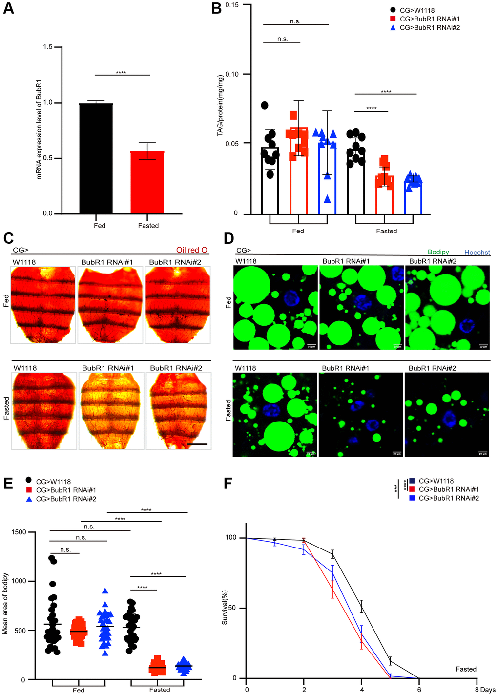 BubR1 functions autonomously in Drosophila fat body to control lipid metabolism upon fasting. (A) The mRNA expression level of BubR1 in the fat body of wildtype before and after starvation (72 h). The ratio of each band indicates the relative amount of BubR1 normalized by rp49 expression. Results are representative of three biological repetitions. (B) The total triglyceride (TAG) levels of flies before and after starvation (72 h) with specially expressing W1118, BubR1 RNAi#1 and BubR1 RNAi#2 in the fat body driven by CG-GAL4. n = 9 samples. (C) Representative images of Oil red O (ORO) stain of dissected fat bodies from female flies before and after starvation (72 h) with specially expressing W1118, BubR1 RNAi#1 and BubR1 RNAi#2 in the fat body driven by CG-GAL4. (D) Bodipy stain of dissected carcass/fat body of flies before and after starvation (72 h) with specially expressing W1118, BubR1 RNAi#1 and BubR1 RNAi#2 in the fat body driven by CG-GAL4. Bodipy (neutral lipids; green) and Hoechst (Hoechst; blue) detected by fluorescent histochemistry. (E) Quantification of the mean area of lipid droplets among the more than 30 ROI (region of interest) from flies before and after starvation (72 h) with specially expressing W1118, BubR1 RNAi#1 and BubR1 RNAi#2 in the fat body driven by CG-GAL4. Each dot corresponds to one ROI. (F) Starvation resistance of female flies with specially expressing W1118, BubR1 RNAi#1 and BubR1 RNAi#2 in the fat body driven by CG-GAL4. n = 4 cohorts (total 80 flies). Data are presented as percents and SE. Scale bars represent 1000 μm (C), 10 μm (D). Without noted, Data are presented as mean and SD. Student’s t-tests are performed. *p **p ***p ****p p > 0.05.