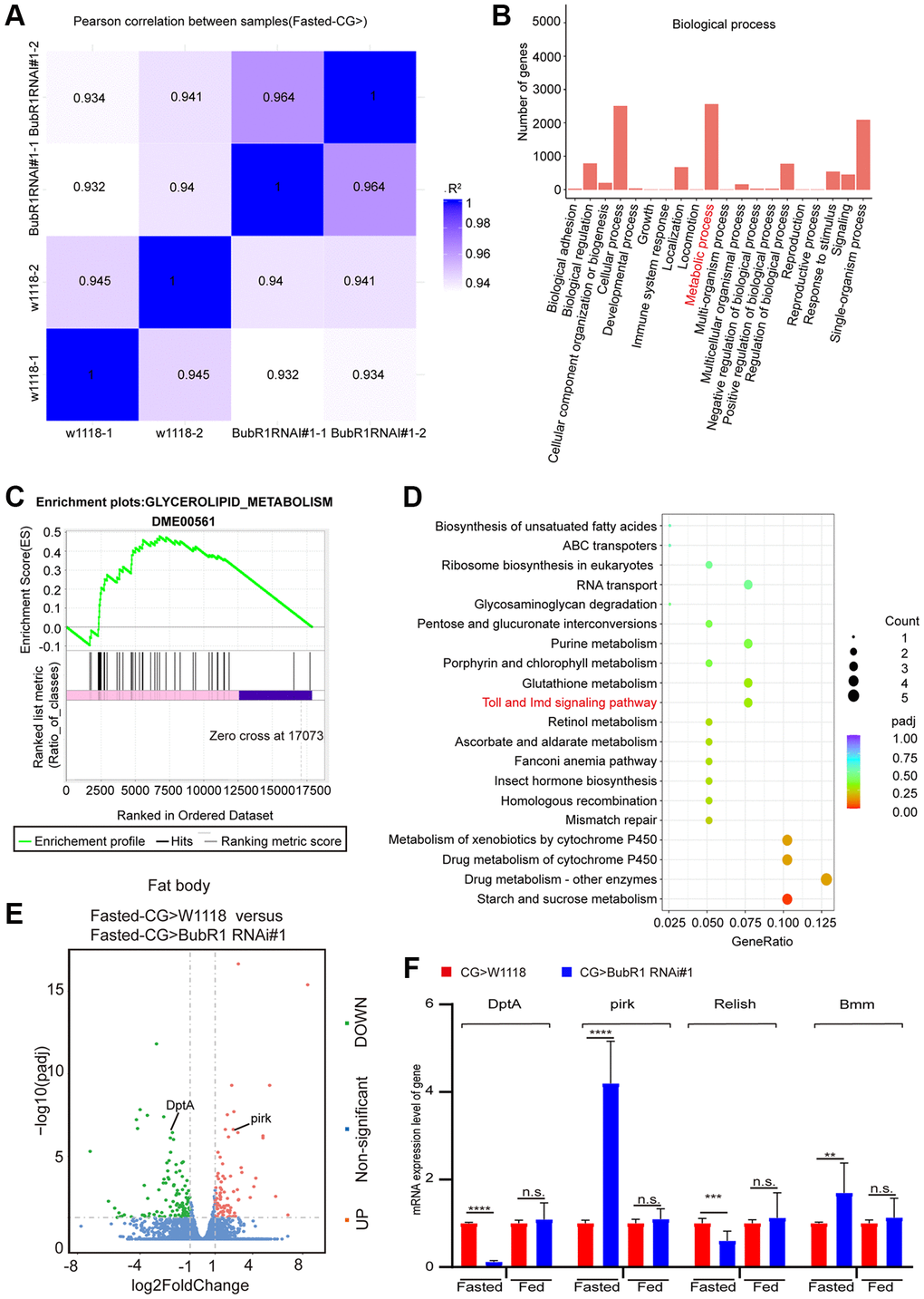 BubR1 regulates lipid degradation via lipolysis mediated by IMD signaling pathway during acute starvation. (A) The Pearson correlation analysis between samples. (B) GO classification analysis of enriched genes in biological process in a pair-wise comparison of control to fat body-deficient BubR1 flies under starvation. (C) GSEA plots of ranked gene expression comparing fat body-deficient BubR1 with wild type and their positive (pink) and negative (purple) correlations for the indicated gene sets. Enrichment scores are represented as green lines, and the horizontal black bars indicate the position of the associated genes for each enrichment set. ES = 0.48, |NES| = 1.13, p D) KEGG pathway enrichment analysis. KEGG pathway enrichment of up- or downregulated genes comparing fat body-deficient BubR1 and wild type under fast starvation. Both adjusted p-value and gene ratio denote the significance of the pathway. (E) Volcano plots of differentially expressed genes in a pair-wise comparison of control to fat body-deficient BubR1 flies in condition of fast starvation. (F) Relative mRNA levels of DptA, pirk, Relish and Bmm in flies with expressing W1118, BubR1 RNAi#1 and BubR1 RNAi#2 in the fat body driven by CG-GAL4 before or after starvation. The p-values were calculated from respective control by an unpaired Student’s t-test. Results are representative of three biological repetitions (mean ± SD). Student’s t-tests are performed. *p **p ***p ****p 