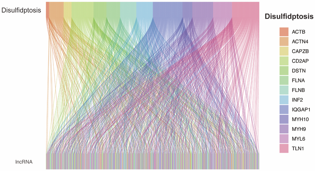 Co-expression of disulfidptosis-associated genes and lncRNAs.