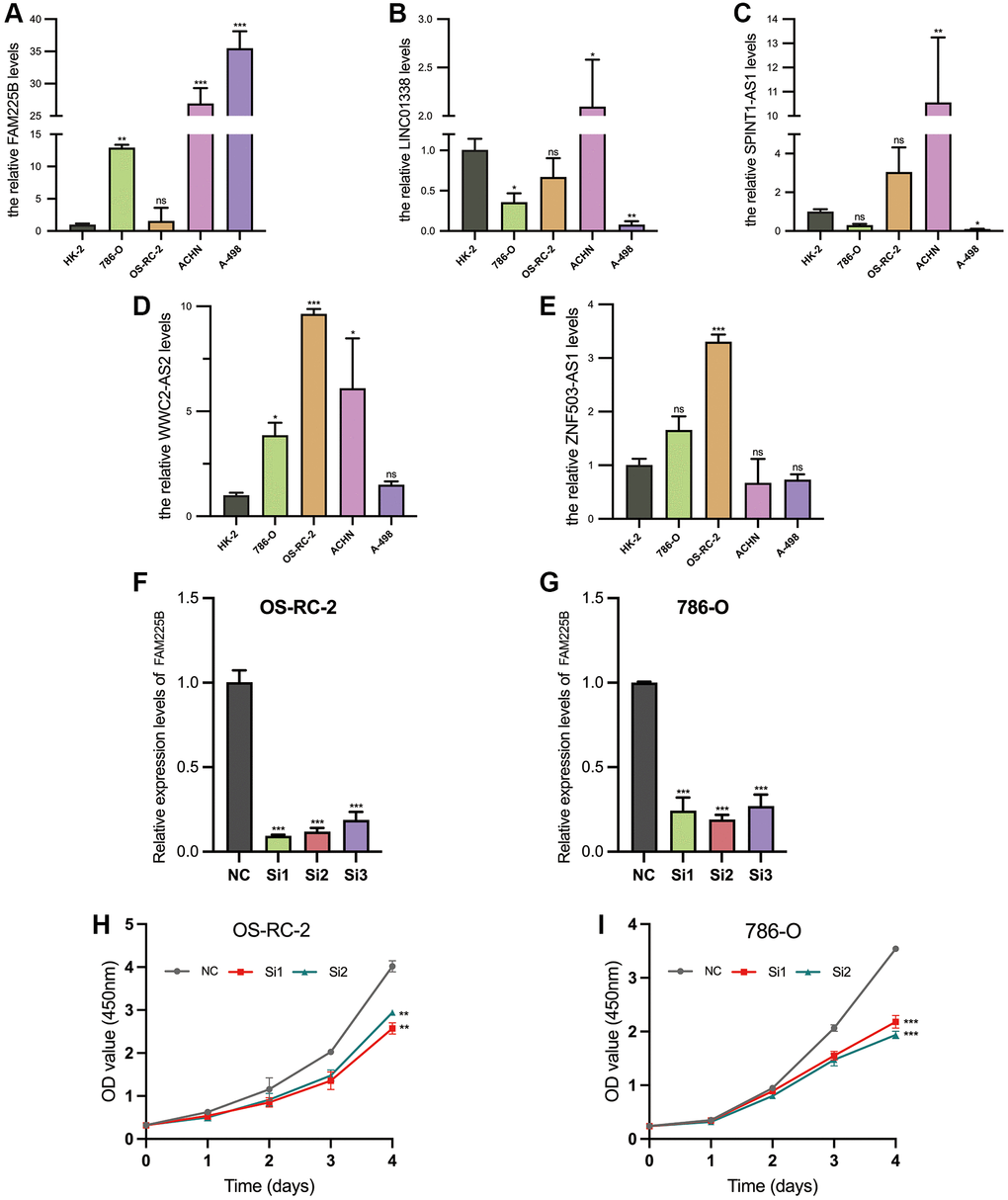 Validation of 5 Disulfidptosis-associated lncRNAs. Comparison of RNA expression in renal cancer cells (786-O, OS-RC-2, ACHN, A-498) and normal renal proximal tubular epithelial cells (HK-2) (A–E). Validation of knockdown potency of FAM225B (F, G). Validation of cellular value added after FAM225B knockdown (H, I). *p **p ***p nsp > 0.05.