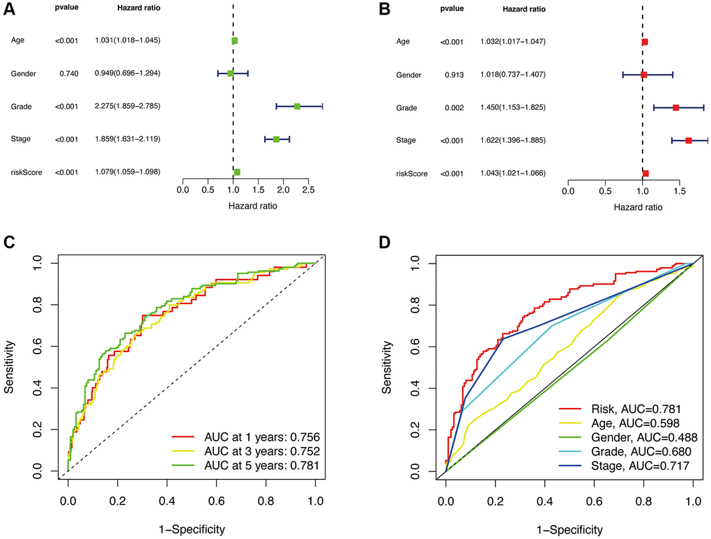 Independent prognostic analysis. Univariate analysis (A). Multivariate analysis (B). The ROC curve of the risk model for 1, 3, and 5 years (C). The 5-year ROC curve of the risk model in relation to other clinical characteristics (D).