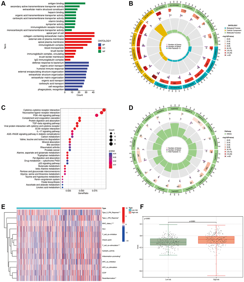 Functional enrichment analysis. GO analysis (A, B). KEGG pathway analysis (C, D). GSEA analysis (E). Comparison of TIDE values between high and low-risk groups (F). *p **p ***p 