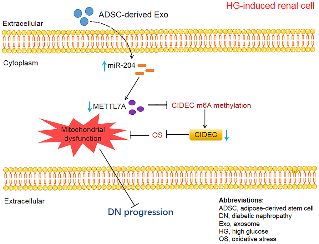 The schematic diagram of the present study.