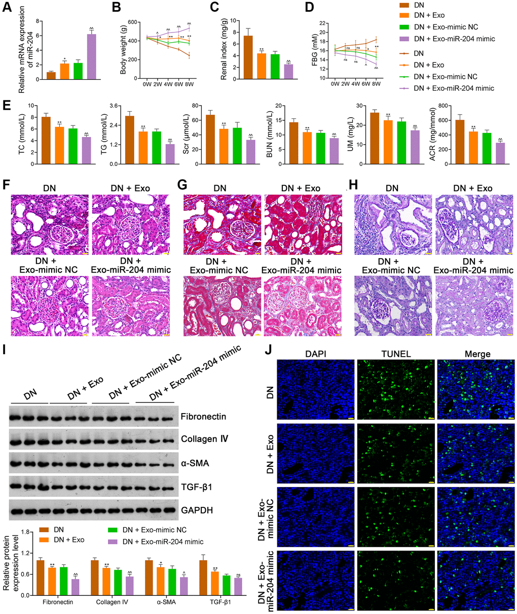 ADSC-derived Exos loaded with miR-204 ameliorate the symptoms of DN rats. (A) The expression of miR-204 of rats in each group using qRT-PCR. (B–D) The body weights, renal index, and FBG levels of rats in each group. (E) Plasma TC, TG, Scr, BUN, UM, and ACR of rats in each group using an enzymatic colorimetric assay and ELISA. (F–H) Histopathological examinations in the kidney tissues of rats in each group using HE, Masson, and PAS staining (scale bar = 20 μm). (I) The expression of fibronectin, collagen IV, α-SMA, and TGF-β1 in the kidney tissues of rats in each group using western blotting. (J) Cell apoptosis in the kidney tissues of rats in each group using a TUNEL assay (scale bar = 20 μm). Rats in the Exo group were treated with 1.6 mg/kg ADSC-derived Exos via caudal vein injection every two days for eight successive weeks. At the same time, rats in the DN + Exo-mimic NC and DN + Exo-miR-204 mimic groups were treated with ADSC-derived Exos loaded with mimic-NC (negative control) or miR-204 mimic, respectively. Rats in the DN group were injected with the same volume of saline. Data were expressed as mean ± standard deviation (n = 6/group). *p **p ^p ^^p 