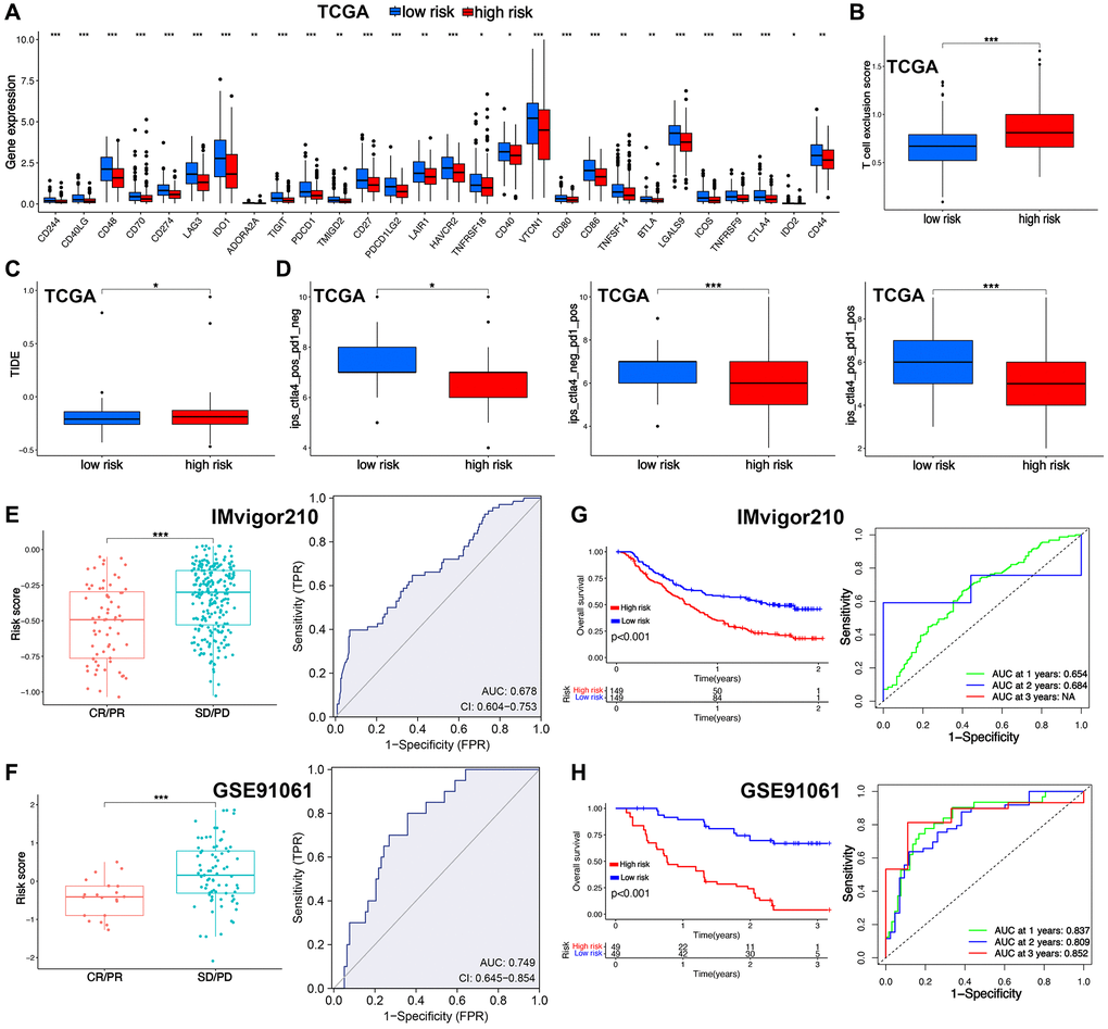 T cell-related signature (TRS)-based treatment strategy for ovarian cancer. The level of immune checkpoints (A), T cell exclusion score (B), TIDE score (C), immunophenoscore (D) in ovarian cancer patients with high and low-risk score. The risk score in CR/PR and SD/PD group and corresponding ROC curve in GSE91061 (E) and IMvigor210 (F) cohort. The OS curve in patients with high and low-risk score in GSE91061 (G) and IMvigor210 (H) cohort. *p **p ***p 