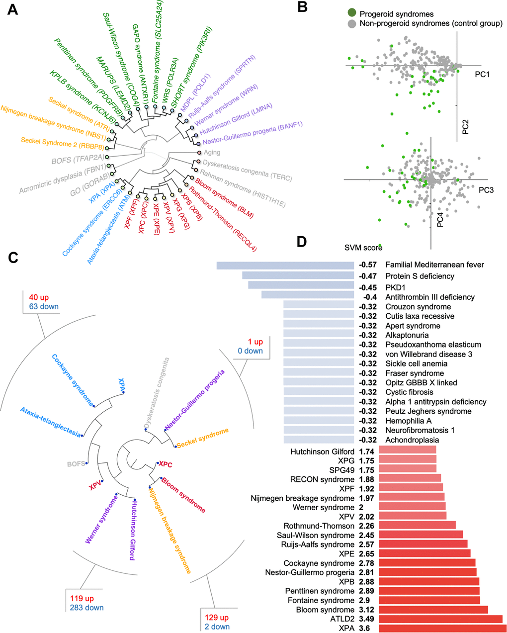 Progeroid syndrome overview. (A) Agglomerative hierarchical cluster based on phenotype prevalences using uncentered similarity and average linkage. (dark green are new to the database, other colors represent different clusters). Each syndrome group is color coded in the inner circle. (B) Principal component analysis of diseases based on the prevalence of phenotypes. (C) Hierarchical clustering of publicly available dataset for some premature aging diseases and the shared pathways between closely associated diseases. (D) Support vector machine scores for premature aging diseases (available at https://www.mitodb.com).