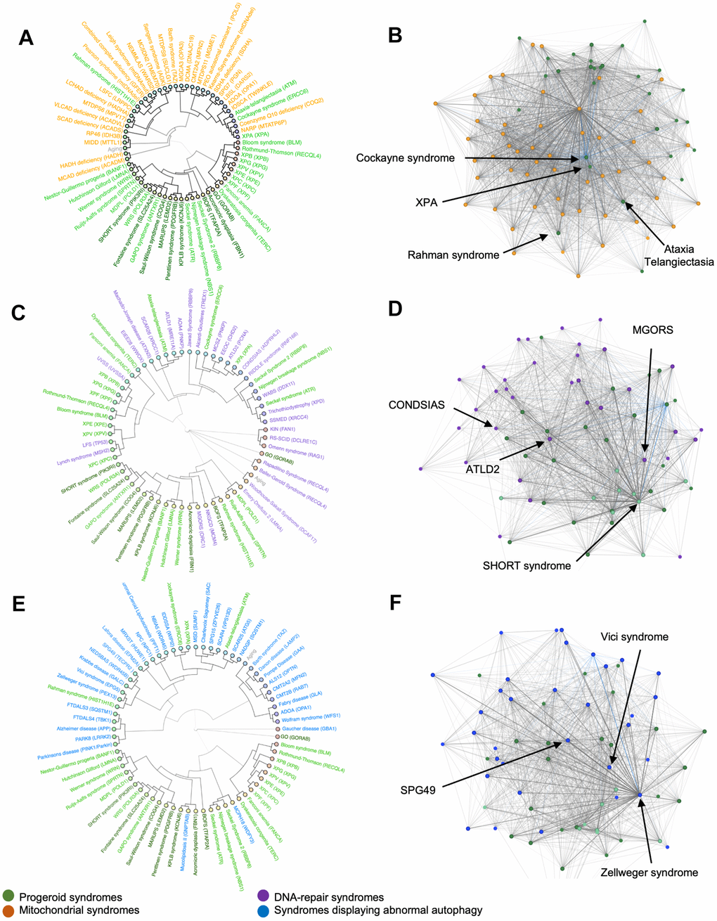 Hierarchical clusters and syndrome networks. Agglomerative hierarchical clustering and network algorithms of mitochondrial syndromes (A, B), DNA-repair syndromes (C, D) and syndromes with abnormal autophagy (E, F).