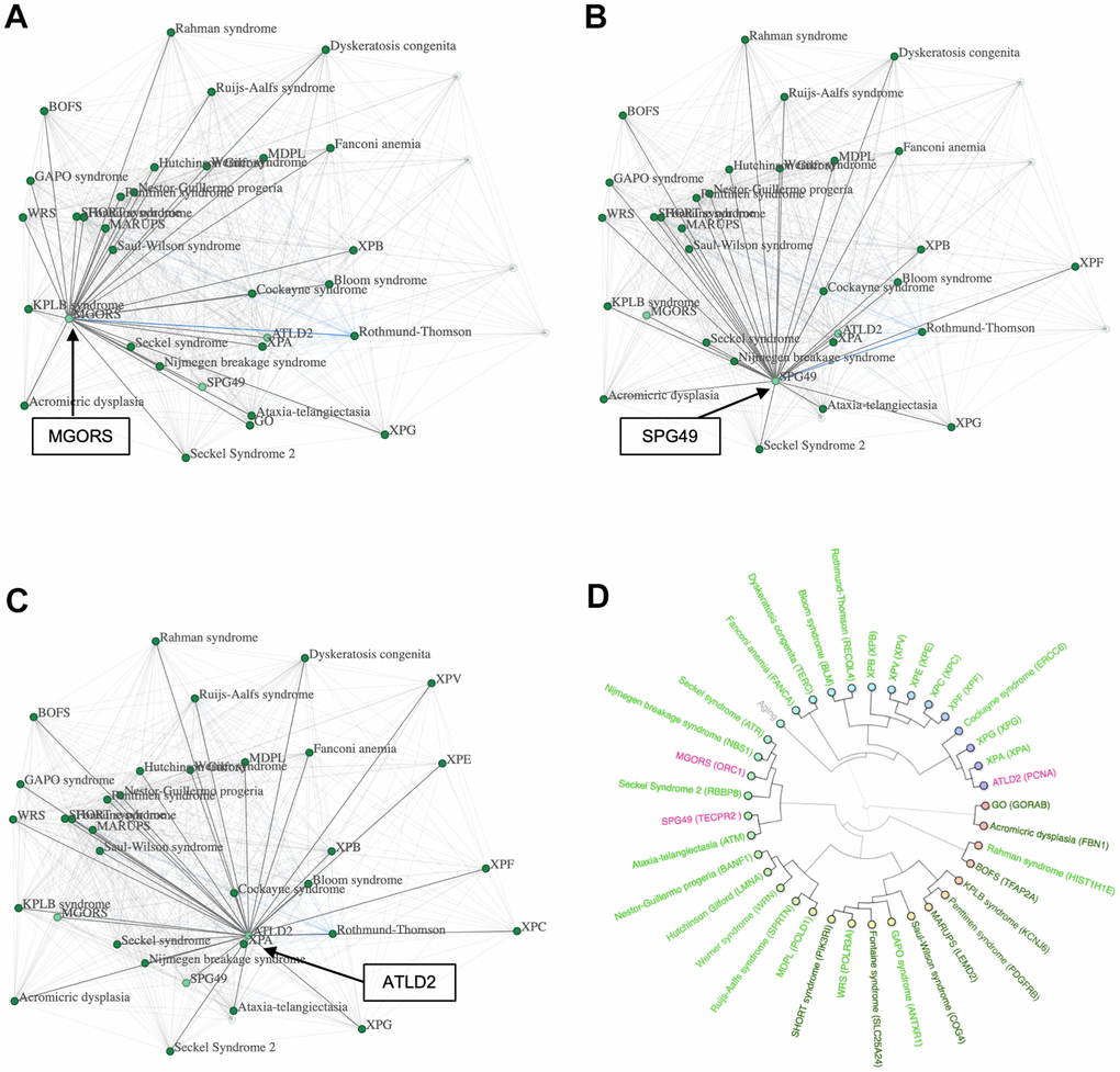 Possible progeroid syndromes. (A) A network containing progeroid syndromes and MGORS, (B) network containing progeroid syndromes and SPG49, (C) network containing progeroid syndromes and ATDL2 and (D) a hierarchical cluster with progeroid syndromes, MGORS, ATLD2 and SPG49.