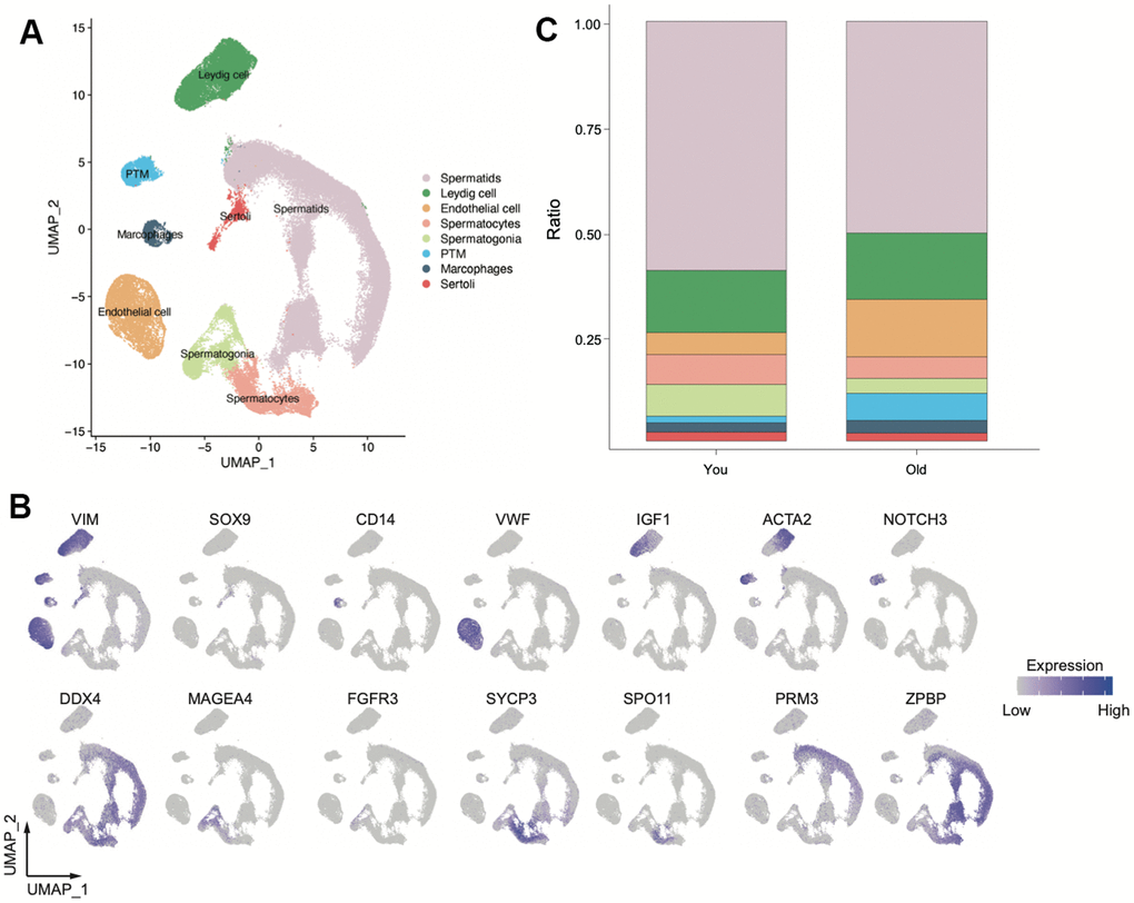 Overview of scRNA-seq transcriptomic profiles from young and old samples (You n=9, Old n=14). (A) Uniform manifold approximation and projection (UMAP) plot showing eight main clusters based on their expression of known markers (B). (C) Bar plot showing the percentage of major cell types for two group.