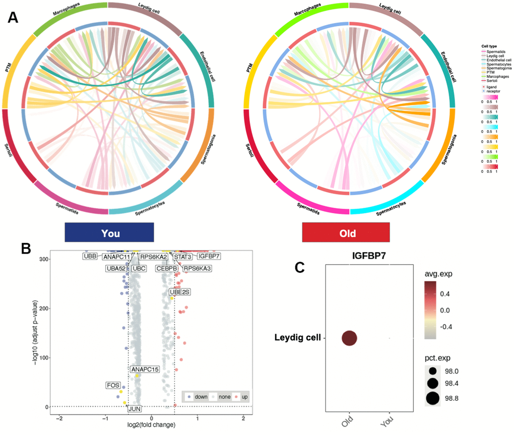 Leydig cells highly expressed differentially expressed SASP-related gene in aging testis. (A) Cell-cell communication between You and Old samples. (B) Volcano plot showing DEGs between You and Old samples, (Wilcoxon, adjusted p-values  0.5) (SASP-related genes, yellow). (C) Dot plot showing IGFBP7 expression enriched in older samples.