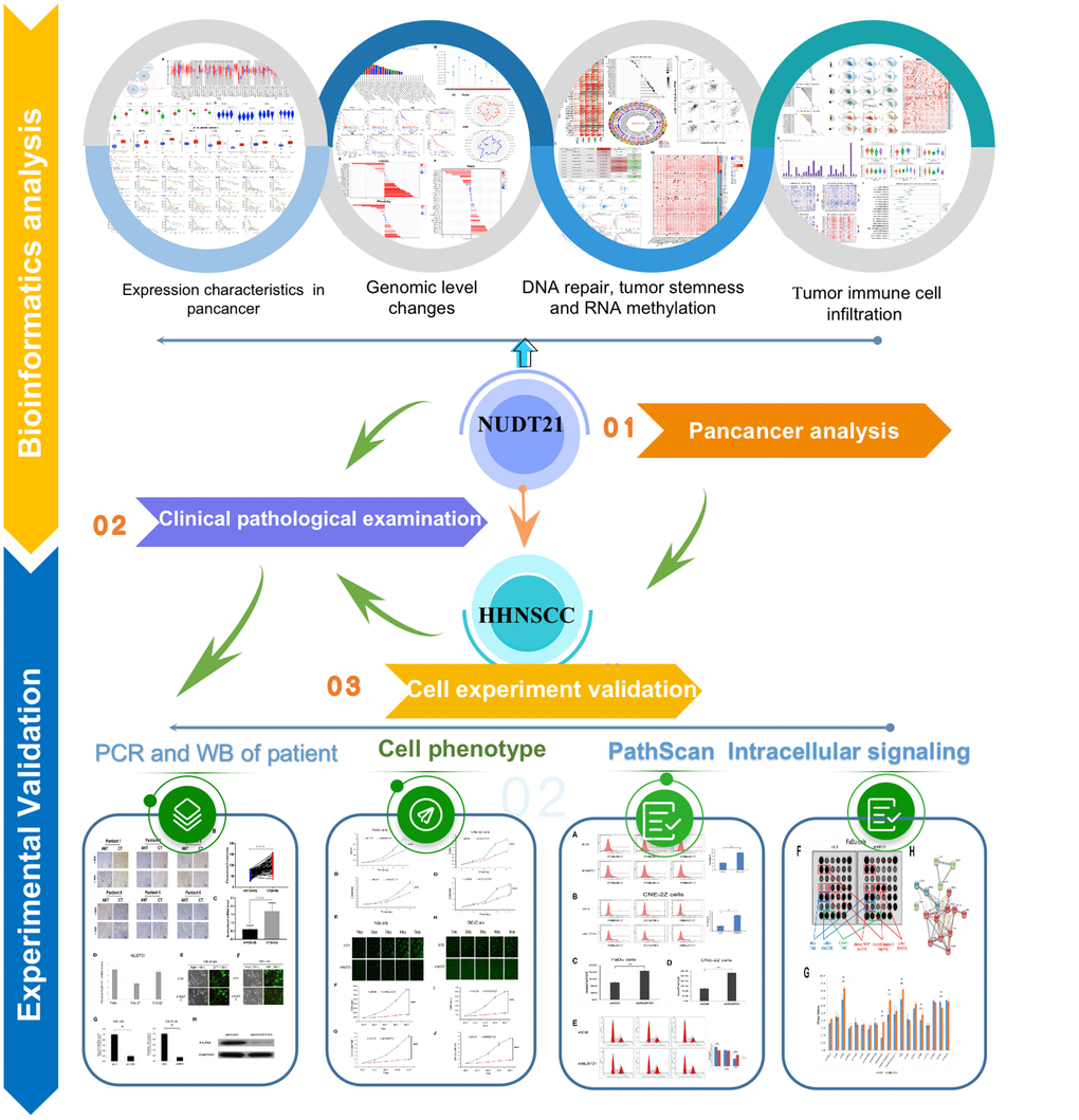 The workflow of this study.