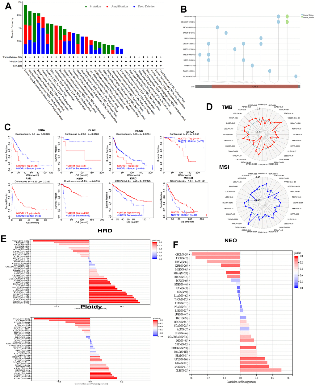 NUDT21 has been linked to genomic instability in cancer. (A) Genomic alterations of NUDT21 in TCGA pan-cancer were analyzed, including mutations, amplifications and deep deletions. (B) Landscape of SNV of NUDT21 in pan-cancer containing missense mutations, shift deletions and splice sites. (C) Kaplan-Meier plots using the TIDE web tool to show the prognostic significance of CNVs of NUDT21 in eight cancers. (D) Radar plot showing the association between TMB (top), MSI (bottom) and NUDT21 in patients with pan-cancer; dashed circles indicate a correlation coefficient of 0, and the intersection of solid lines (red or blue) inside the dashed circle indicates a negative correlation coefficient, and outside the circle indicates a positive correlation coefficient. (E) Bar graph showing the expression coefficients between HRD or ploidy and NUDT21 expression. (F) Bar graph shows the association between NUDT21 expression and neoantigen counts in pan-cancer.