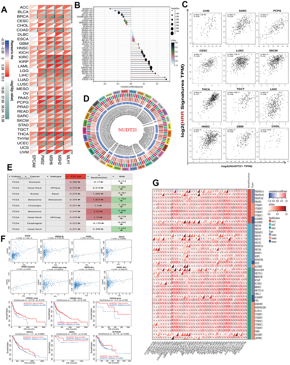 NUDT21 is involved in cancer DNA repair, tumor stemness and epigenetic regulation. (A) Heat map showing the association between NUDT21 and 5 MMR genes in pan-cancer. *, ** and *** represent p B) Interrelationship between tumor stemness and NUDT21 expression in the lollipop plot, the size of the dots represents the sample size, while the color indicates the p-value. (C) Correlation scatter plots of 12 cancers showing the correlation between HRR features of 30 genes and NUDT21 expression. (D) Circos plot showing the correlation between four methyltransferases and NUDT21 expression. The first (outermost) circle refers to the name of the pan-cancer, and the second layer indicates the four sulfotransferases DNMT1, DNMT2, DNMT3A, and DNMT3B labeled in red, blue, green, and purple, respectively. The third layer shows green and brown representing negative and positive correlation coefficient values, respectively, and the innermost blue block indicates p-values (lower p-values correspond to dark blue). (E) The correlation between NUDT21 methylation levels and CTL correlates was retrieved in the methylation module of the TIDE web tool, the third column is the CTL correlation, and the fourth column is the CTL dysfunction z-score of the interaction term. (F) Association between NUDT21 methylation levels and CTL markers and between survival analysis of NUDT21 hypermethylated and hypomethylated subgroups in scatter plots and Kaplan-Meier plots. (G) Heat map showing the correlation between NUDT21 expression and RNA modifications in pan-cancer. * p