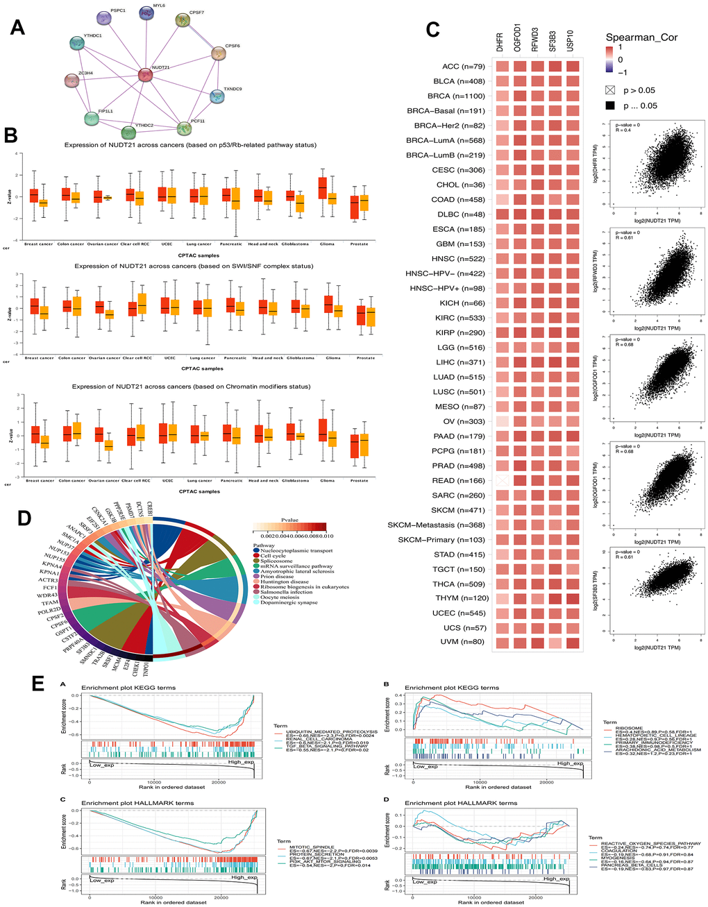 NUDT21 is involved in chromatin remodeling, cancer immunity, and related pathways. (A) PPI protein interactions network of NUDT21. (B) Box plots of NUDT21 expression between somatic alteration groups or non-alteration groups at the level of 11 cancer pathways were obtained by the UALCAN web tool. (C) Correlation between NUDT21 and the top 5 co-expressed genes in each cancer type (left) and in all cancer samples (right). Spearman