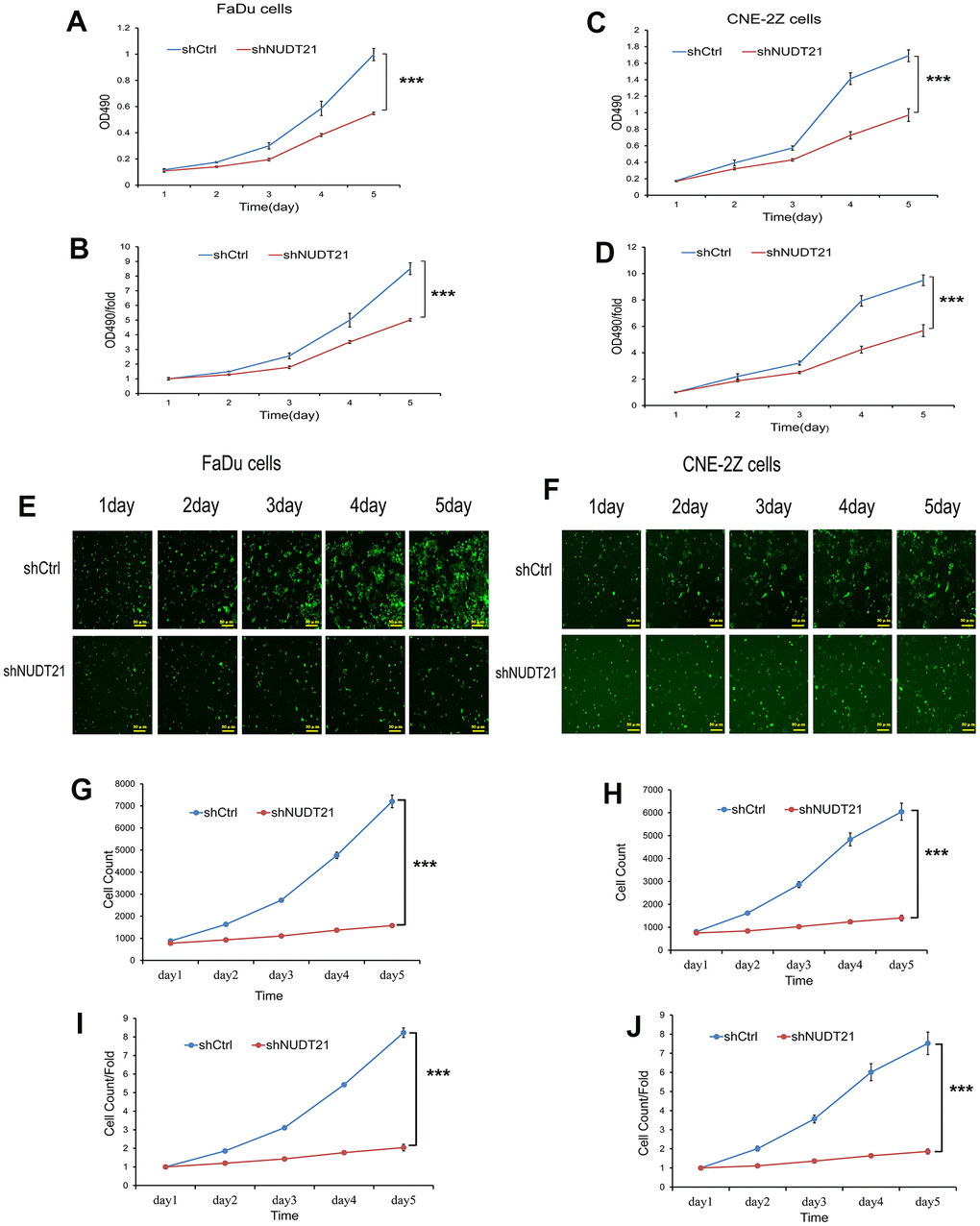 Knockout of NUDT21 inhibits the proliferation of FaDu and CNE-2Z cells. (A–D) Measurement of cell proliferation in shCtrl and shNUDT21 treated cells using MTT assay. (E, F) Raw images of shCtrl and shNUDT2-treated cell growth (unprocessed by software algorithms) were obtained by applying Celigo® cytometer imaging analysis. (G, H) shCtrl and shNUDT21-treated cells were inoculated in 96-well plates and cell growth was measured daily for 5 days. (I, J) Cell growth rates were monitored by assays on days 2, 3, 4, and 5. (shCtrl: control lentivirus; shNUDT21: lentivirus containing shRNA targeting NUDT21). ***P