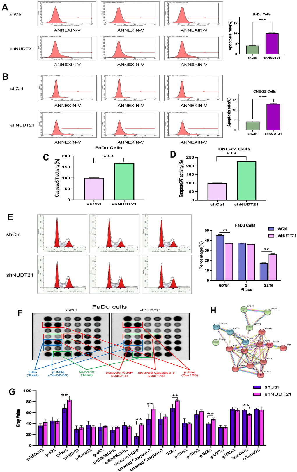 Knockdown of NUDT21 increases apoptosis in FaDu and CNE-2Z cells and blocks the cell cycle of FaDu cells. (A, B) Cell death was determined by Annexin-V staining and flow cytometry, and shNUDT21-treated cells showed a significant increase in apoptosis compared to shCtrl-treated cells. (C, D) Measurement of Caspase 3/7 activity. shNUDT21-treated cells showed a significant increase compared to shCtrl-treated cells. (E) Cell cycle analysis of FaDu cells by flow cytometry. shNUDT21-treated cells showed a significant decrease in G1 and a significant increase in G2/ M compared to shCtrl-treated cells. (shCtrl: control lentivirus; shNUDT21: lentivirus containing shRNA targeting NUDT21). **pF, G) Modification of IkBa (Total), p-IkBa (Ser32/36), Survivin (Total), cleaved PARP, cleaved Caspase-3, p-Bad in shNUDT21-treated cells. (H) Network of NUDT21-related molecular proteins in cells. **p