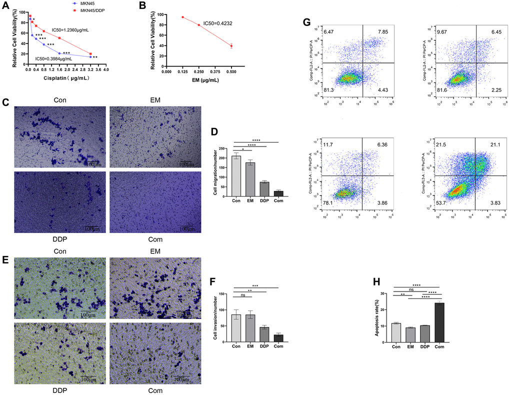 Effect of EM combined with DDP on MKN45/DDP resistant cells. (A) Impact of DDP on cell viability of MKN45 parental strain versus MKN45/DDP resistant strain. (B) Influence of EM on cell viability of MKN45/DDP resistant strain. (C, D) Affection of EM combined with DDP on the migration ability of MKN45/DDP cells. (E, F) Infection of EM combined with DDP on the invasion ability of MKN45/DDP cells. (G, H) Effect of EM combined with DDP on apoptosis of MKN45/DDP resistant cells. All experiments were reread three times, nsp > 0.05, *P **P ***P ****P 