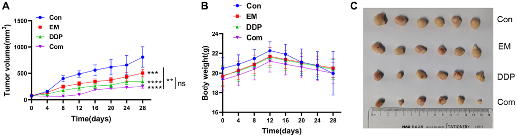 Inhibitory effect of EM combined with DDP on the cisplatin-resistant subcutaneous tumor of gastric cancer in nude mice. (A) Tumor growth graph of nude mice in each group. (B) Line graph of body weight of nude mice in each group. (C) Tumor size of nude mice in each group. **P ***P ****P 