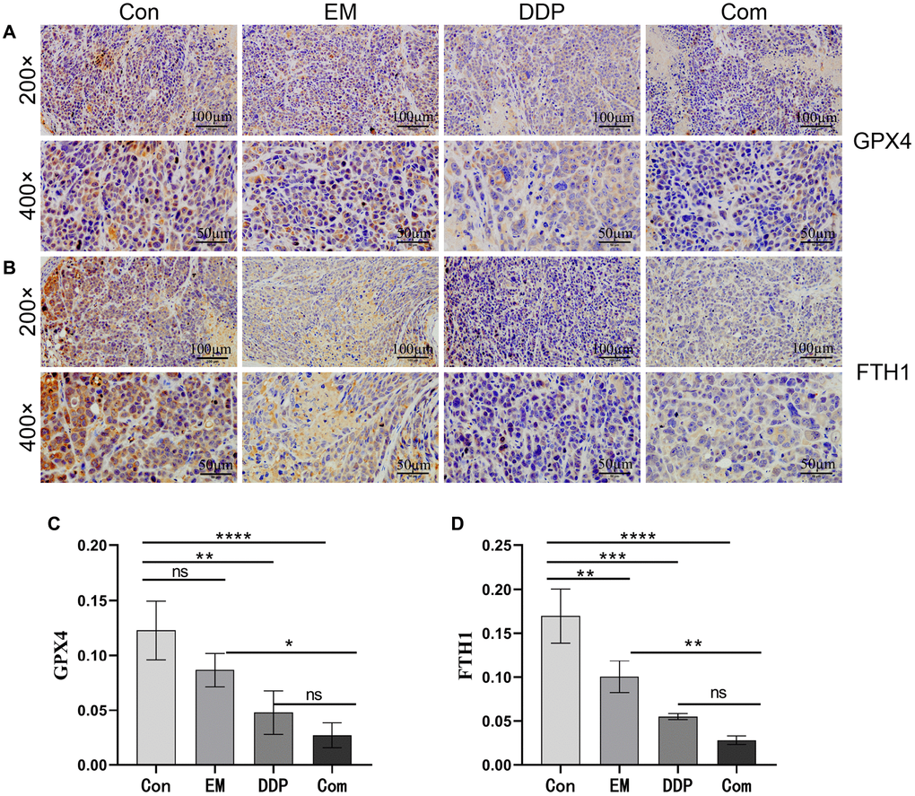 Effect of EM combined with DDP on GPX4 and FTH1 protein levels. (A, B) GPX4 and FTH1 protein expression in tumor tissues of nude mice in each group. (C, D) Graphs of GPX4 and FTH1 protein expression. All experiments were reread three times, nsp > 0.05, *P **P ***P ****P 