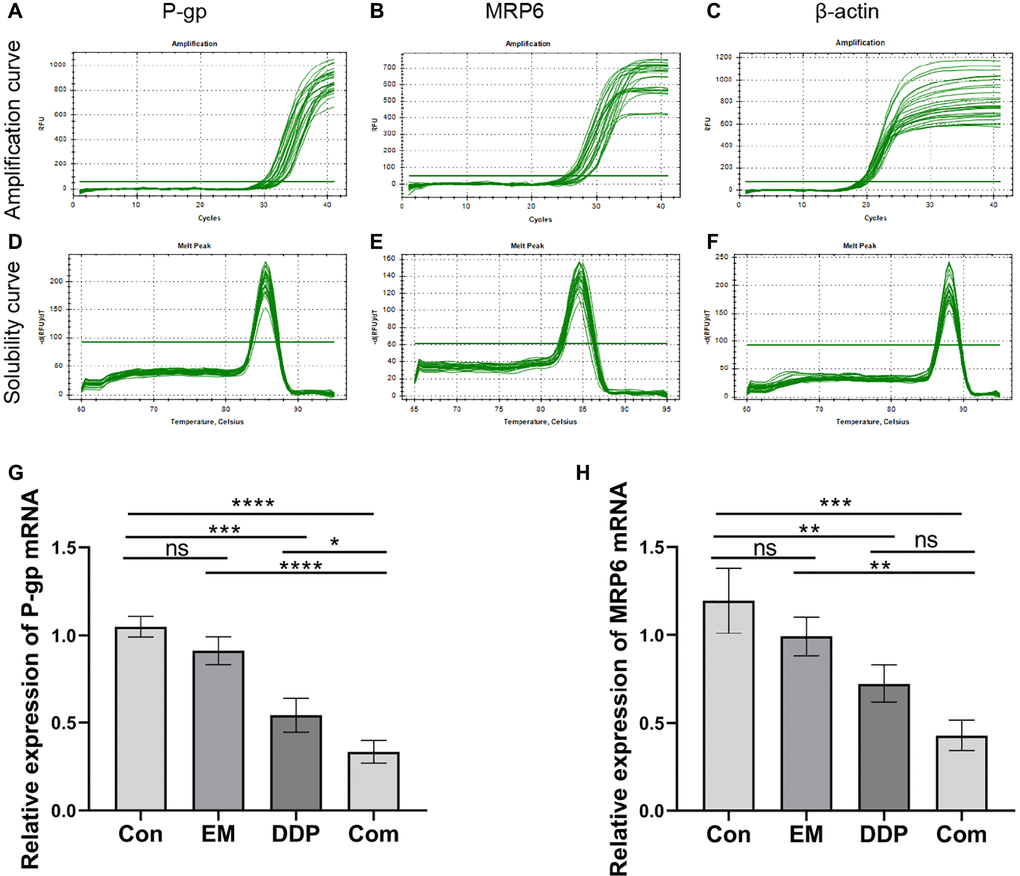 The mRNA expression of P-gp and MRP6 by EM combined with DDP. (A–C) Amplification curve of P-gp, MRP6, and β-actin. (D–F) Solubility curve of P-gp, MRP6, and β-actin. (G) Relative mRNA expression of P-gp. (H) Relative mRNA expression of MRP6. All experiments were repeated three times, nsp > 0.05, *P **P ***P ****P 