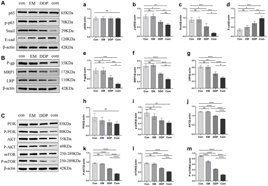 Effect of EM combined with DDP on the NF-κB/Snail pathway and expression of drug resistance-related proteins. (A, B): Western plots of P65, p-p65, Snail, E-cad, P-gp, MRP1, LRP proteins. (a) Expression of p65 protein. (b) Expression of p-p65 protein. (c) Expression of Snail protein. (d) Expression of E-cad protein. (e) Expression of P-gp protein. (f) Expression of MRP1 protein. (g) Expression of LRP protein. (C): Western plots of PI3K, AKT, mTOR, P-PI3K, P-AKT, and P-mTOR proteins. (h) Expression of PI3K protein. (i) Expression of P-PI3K protein. (j) Expression of AKT protein. (k) Expression of P-AKT protein. (l) Expression of mTOR protein. (m) Expression of P-mTOR protein. All experiments were repeated three times. nsp > 0.05, *P **P ***P ****P 