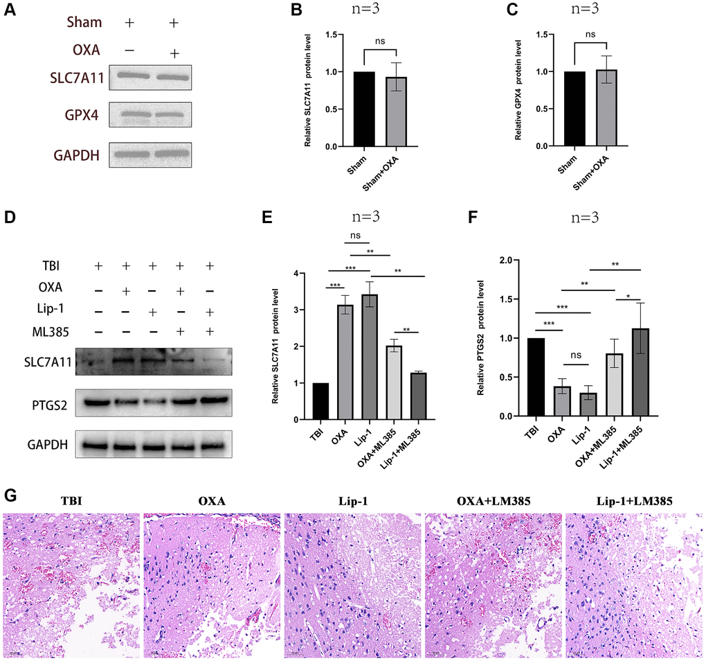 The effect of OXA on the sham group rats and the effect of ML385 on OXA. (A–C) The protein expression levels of GPX4 and SLC7A11 in sham group rats after intervention with OXA. (D–F) Comparison of the effects of OXA and Lip-1 on ferroptosis -related proteins SLC7A11 and PTGS2. (G) Typical HE staining images: comparison of the protective effects of OXA and Lip-1 on the brain. Statistical data are shown in mean ± SEM. *P **P ***P 