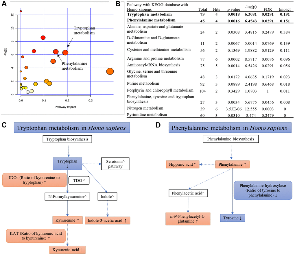 KEGG pathway analysis of all SAMs. (A) An overview view of pathway analysis; (B) Table of the matched pathway with p-values from pathway enrichment analysis and pathway impact values from the pathway topology analysis using MetaboAnalyst 4.0 and KEGG database (Hits ≥ 2); (C, D) Simplified pathways of tryptophan metabolism and phenylalanine metabolism with the change trends of metabolites and their ratios at Stage 4 compared with the normal group.