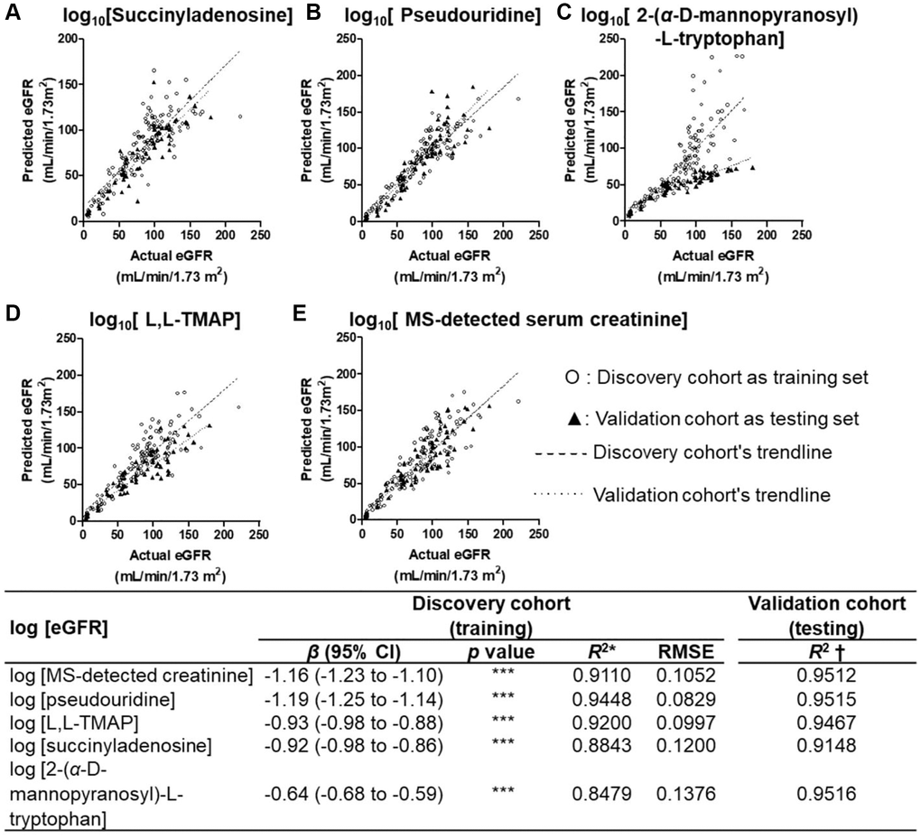 Univariate linear regression plots of BeGFR against MDRD eGFR using the four CDBs. (A–D) and MS-detected sCr (E) for all participants at Stages 0–4 after log10 transformation. Univariate linear regression analysis of each selected metabolites with all participants’ log(MDRD eGFR) resulted in a high linear relationship (training R2 = 0.85–0.94, root mean square errors (RMSEs) = 0.08–0.13; predictive R2 = 0.91–0.95), which was similar with that of MS-detected sCr (training R2 = 0.95, RMSE = 0.11; predictive R2 = 0.95). ***p β, unstandardized coefficient of linear regression. *R2 was calculated based on the log(BeGFR) against log (eGFR) using the equation of the model and data of the discovery cohort. †R2 was measured based on that using the equation of the model of the discovery cohort and data of the validation cohort.