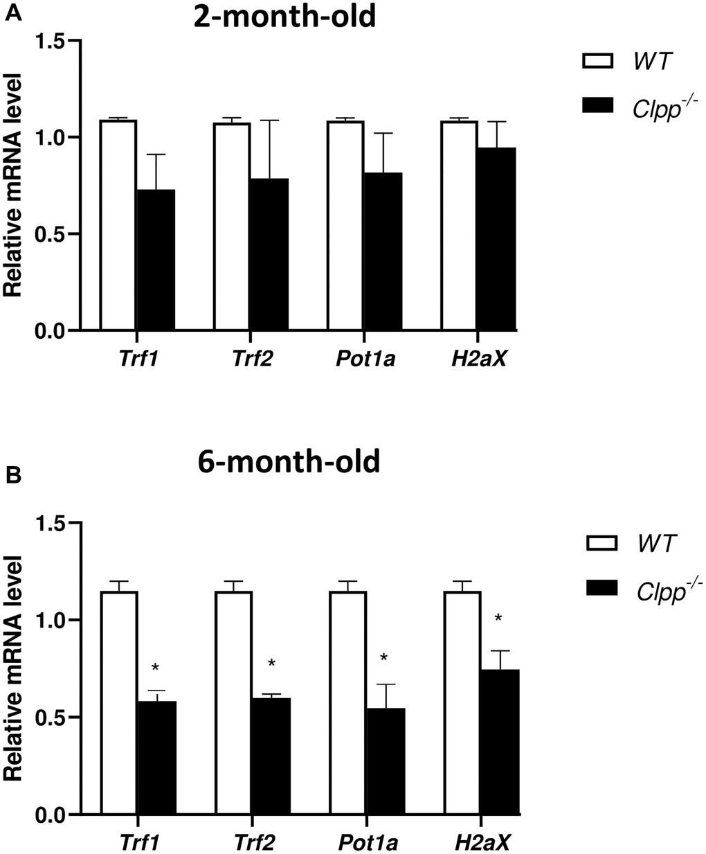 Expression of telomere-associated genes in Clpp−/− and WT oocytes. Expression of telomere-associated genes was assessed using qRT-PCR in GV oocytes collected from 2-month-old (A) and 6-month-old (B) Clpp−/− and WT mice. Data presented as mean ± SD with t-test (**p *p 