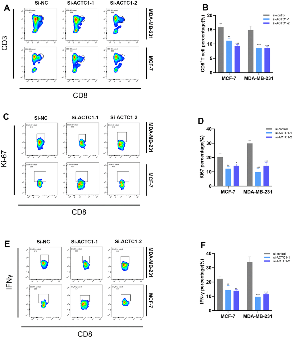 Flow cytometry. Representative plots (A) and a representative histogram (B) of the percentages of CD8+ T cells. Representative plots (C) and a representative histogram (D) of the percentages of Ki67. Representative plots (E) and a representative histogram (F) of the percentages of IFN-γ.