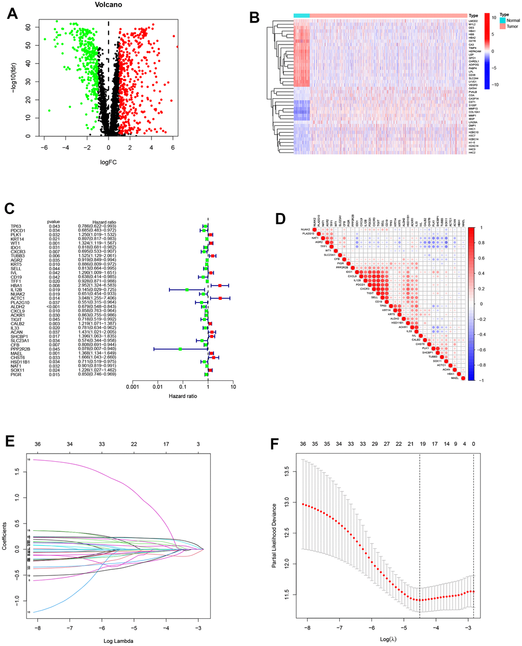 Construction of the prognostic model. (A) Differentially expressed genes between normal and tumor groups. (B) The top 20 differentially expressed genes were shown in the heatmap. (C) The forest plot of prognosis-related genes contained the Hazard Ratio (HR) and its 95% confidence interval. (D) Correlations between the prognosis-related genes. (E, F) The potential prognostic genes were subjected to LASSO-Cox regression in the training cohort to generate a prognostic risk signature.