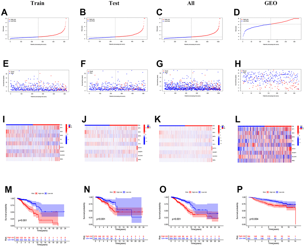 The distribution of the risk scores, outcome status, and gene profiles of the gene signature in the training, testing, all, and GEO cohort were shown. (A–L) The risk group successfully predicted the outcomes of the patients in both the training and validation cohorts, with significantly more events found in the high-risk group. (E–H) In the 9-gene risk signature, genes ACTC1, WT1, IVL, SHCBP1, and MAEL showed higher expression in the high-risk group. (I–L) The survival analysis is based on the prognostic model. (M–P) To further test the confidence of the risk model, a survival analysis was performed between the high-risk group and low-risk group among the training cohort, the testing cohort, all cohort, and the GEO cohort.