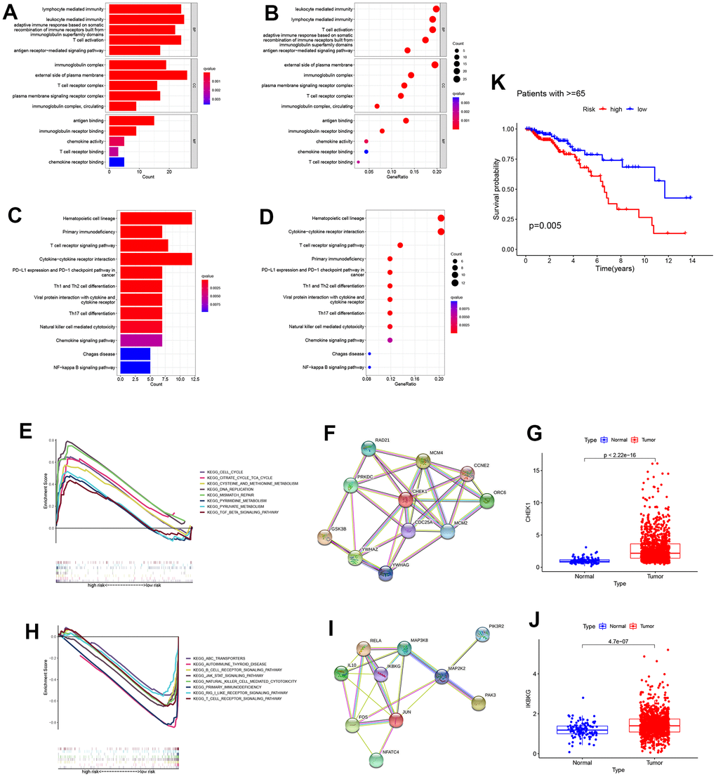 Enrichment analysis in the TCGA all cohort. (A, B) Bar plot and bubble plot of the Gene ontology (GO) enrichment. The results were divided into the biological process (BP), cell component (CC), and biological function (MF). The top five significant GO enrichment results are shown. (C, D) Bar plot and bubble plot of Kyoto Encyclopedia of Genes and Genomes enrichment. (KEGG) (E) Gene Set Enrichment Analysis (GSEA) revealed that the cell cycle was active in the high-risk group. (F) A protein-protein interaction network was generated to reveal interactions among the top ten genes involved in the “cell cycle”. (G) CHEK1 expression analysis between high and low-risk groups (PH) Gene Set Enrichment Analysis (GSEA) revealed that the “T cell receptor signaling pathway” was active in a low-risk group. (I) Representative genes involved in the “T cell receptor signaling pathway” were used to construct a protein-protein interaction network. (J) The expression profile of a critical checkpoint gene IKBKG was investigated in normal and tumor groups (PK) Survival analysis was performed on patients aged >=65.