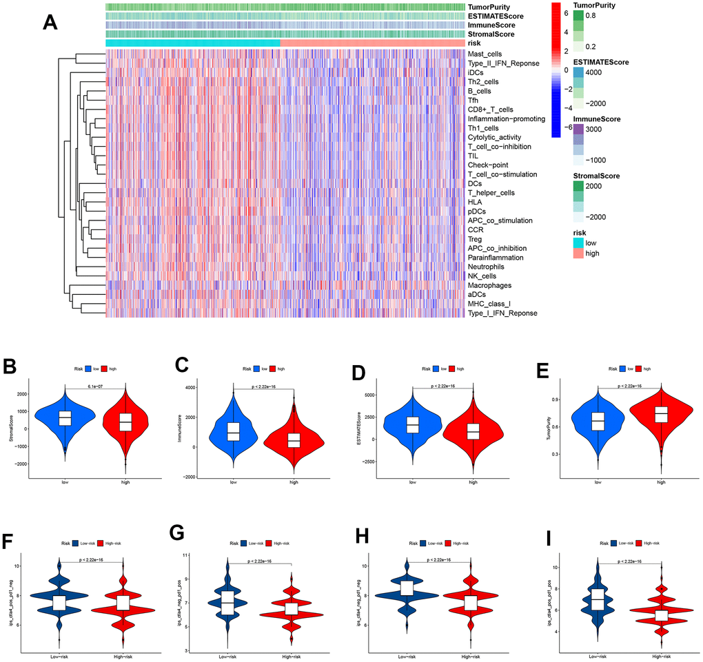 Immunotherapy response analysis. (A) A heatmap was drawn to illustrate the relationship between immune cell expression and stromal score, immune score, estimate score, and tumor purity. Immune cell expressions were lower in the high-risk group. (B) The stromal score was lower in the high-risk group than in the low-risk group (PC) The immune score was lower in the high-risk group than in the low-risk group (PD) The ESTIMATE score was lower in the high-risk group than in the low-risk group (PE) Patients in the high-risk group had higher tumor purity scores than those in the low-risk group (PF–I) The low-risk subtype has significantly greater IPS.