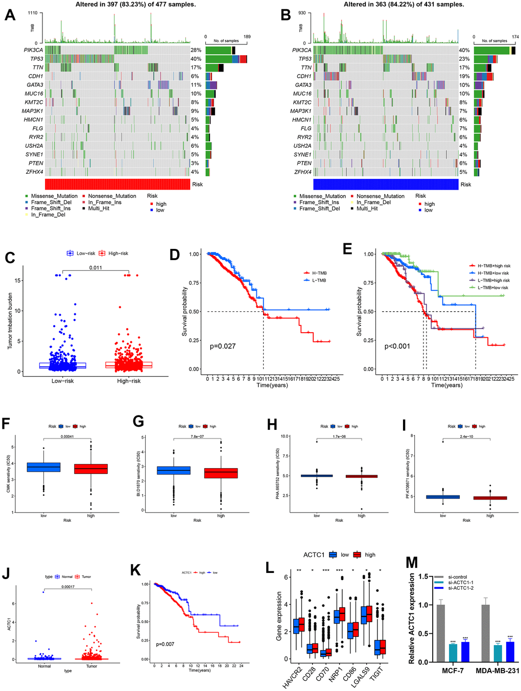 Mutation analysis and sensitivity difference of antitumor drugs of BRCA. (A, B) The landscape map of the top 15 genes with the highest mutation frequency, among which PIK3CA, TP53, and TTN genes are more prone to mutation. (C) Variance analysis revealed that high-risk groups have a higher tumor mutation burden. (D) K–M survival curves between the high-TMB and low-TMB sets. (E) K-M survival curves between H-H/H-L/L-H/L-L sets. (F–I) Boxplot showed the differential IC50 of our previously established high-risk and low-risk groups in the TCGA cohort. The high-risk group was more sensitive to antitumor drugs, including BI.D1870, CMK, PF.4708671, and PHA.665752. (J) Variance analysis of ACTC1 between tumor and normal groups. (K) Survival analysis of ACTC1 in high and low-risk groups. (L) Association of ACTC1 and immune checkpoints. (M) After ACTC1 siRNA transfection into MDA-MB-231 and MCF-7 cell lines, the ACTC1 expression level was significantly reduced.