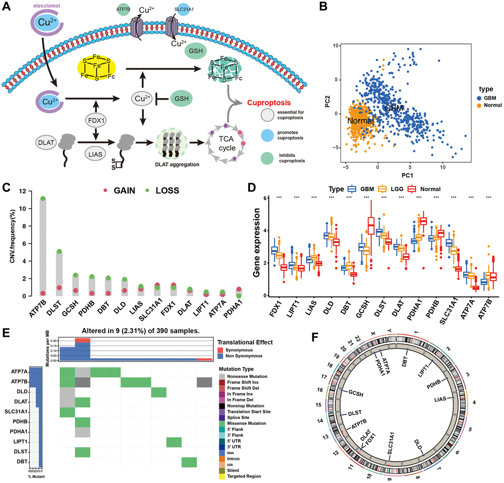 Landscape of genetic and expression variation of cuproptosis regulators in GBM. (A) Essential regulators in cuproptosis events, and their biological functions. (B) Principal component analysis of total 13 cuproptosis regulators for distinguishing tumour from normal patients in merge cohort (TCGA and GTEx). (C) The CNV mutation frequency of 13 cuproptosis regulators in TCGA cohort. The column represented the alteration frequency. The deletion frequency, green dot; The amplification frequency, red dot. (D) Differential expression of cuproptosis regulators between normal and GBM tissues. GBM, blue; LGG, yellow; Normal, red. Significant results are indicated as *p **p ***p E) The mutation frequency of key cuproptosis regulators in TCGA-GBM cohort. Each column represented individual patients. The upper barplot showed TMB. (F) The location of CNV alteration of cuproptosis regulators on chromosomes in TCGA-GBM cohort.