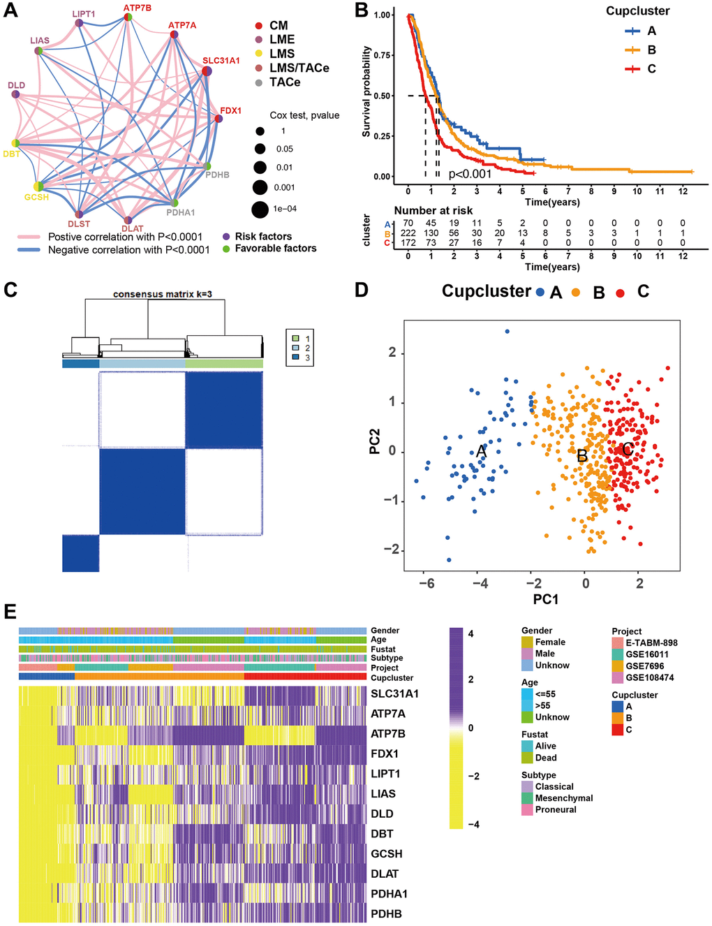 Patterns of cuproptosis specific regulation. (A) The interaction of expression on 13 cuproptosis regulators in GBM. Different biological functions of cuproptosis regulators were depicted by circles in different colors. The lines linking regulators showed their interactions, pink represented positive correlation, and blue represented negative correlation. The circle size represented the effect of each regulator on the prognosis by P-value. Purple dots in the circle showed risk factors of prognosis; Green dots in the circle showed favorable factors of prognosis. Abbreviations: CM: copper metabolism; LME: lipoylation modified enzyme; LMS: lipoylation modified substrates; TACe: tricarboxylic acid cycle enzymes. (B) Survival analyses of GBM (n = 469) with three cuproptosis regulation patterns; cuproptosis cluster A (n = 70), cuproptosis cluster B (n = 223), and cuproptosis cluster C (n = 176). Kaplan-Meier curves with p C) Unsupervised clustering of 13 cuproptosis regulators in the GBM cohort (Consensus clustering matrix for k = 3). (D) Principal component analysis of GBM (n = 469, GSE7696, GSE16011, GSE108474, ArrayExpress-E-TABM-898), showing significant differences the transcriptome profiles of three cuproptosis regulation patterns. (E) Gene expression of overlapping cuproptosis regulators in GBM cohort (GSE7696, GSE16011, GSE108474, ArrayExpress-E-TABM-898). Cupcluster, gender, age, molecular subtypes, and survival status were used as patient annotations. Yellow: low expression; Purple: high expression.